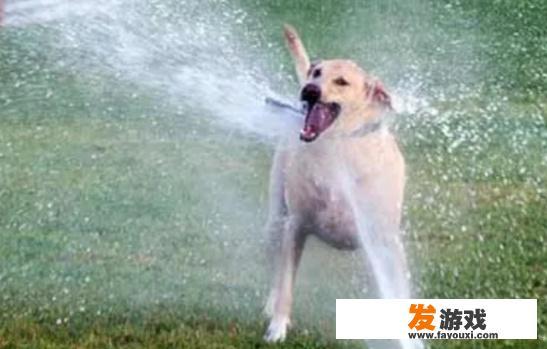 狗狗扑人怎么纠正？