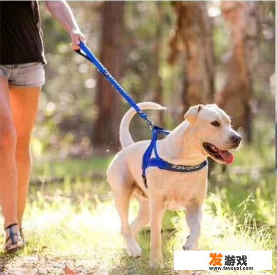 养宠物的游戏有哪些？