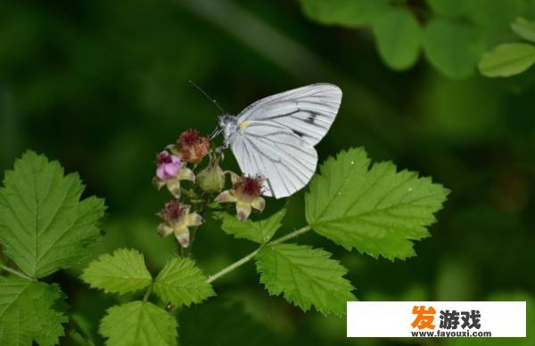 植物开花的时间为什么和昆虫活动的时间相吻合？
