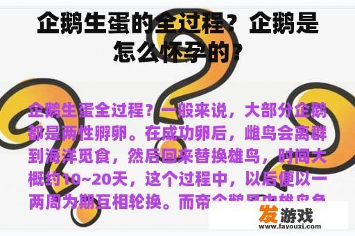 企鹅生蛋的全过程？企鹅是怎么怀孕的？