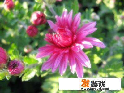 表示沉浸在…，沉迷于…，专心做的单词或词组有哪些，请尽量全一些，最重要是常用的，谢谢啦？addiction有额外的意思吗？