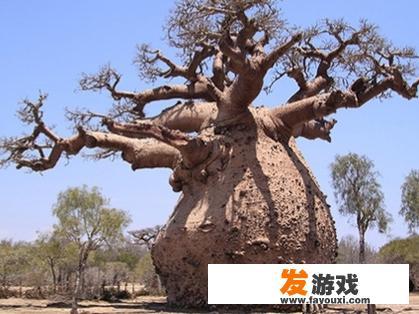 非洲大草原上的猴面包树为什么被称为“生命之树”
