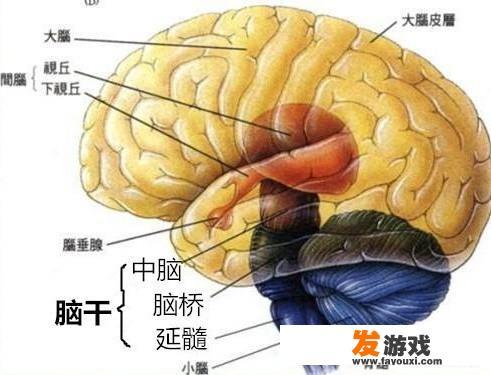 有什么游戏适合憨憨玩