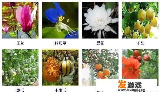 降低辐射的盆栽有哪些