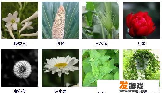 降低辐射的盆栽有哪些