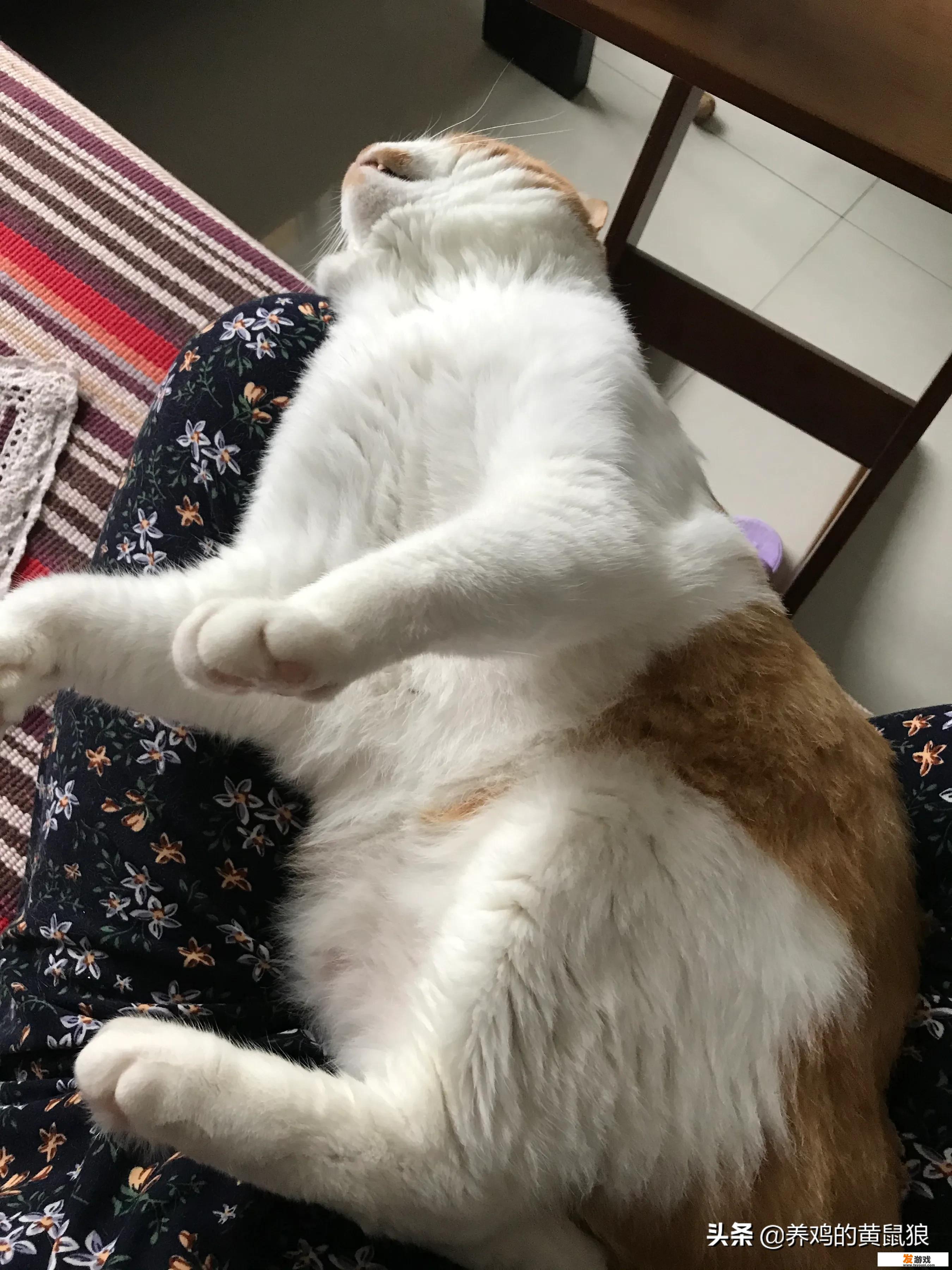 因为上班，导致很多时间都不能在猫咪身边，你一天陪伴猫咪多久