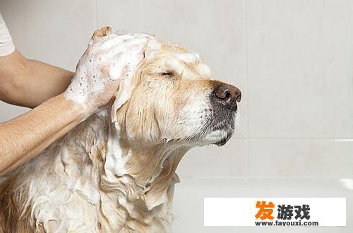 给狗狗用滴露洗澡，能洗掉跳蚤吗