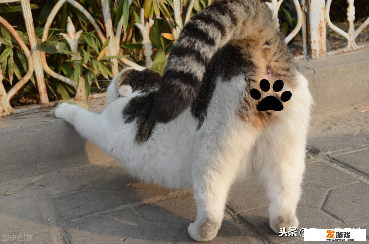 猫在家里找不到了怎么办