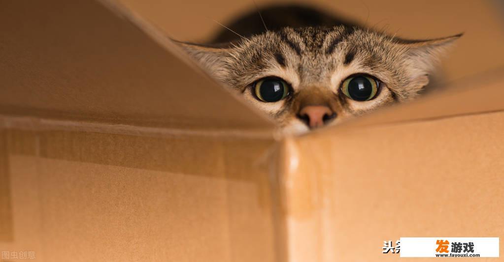猫在家里找不到了怎么办