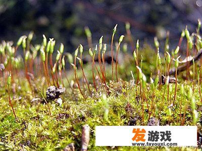 一首沉寂了几百年的清代诗词《苔》，为何一夜之间打动了亿万中国人