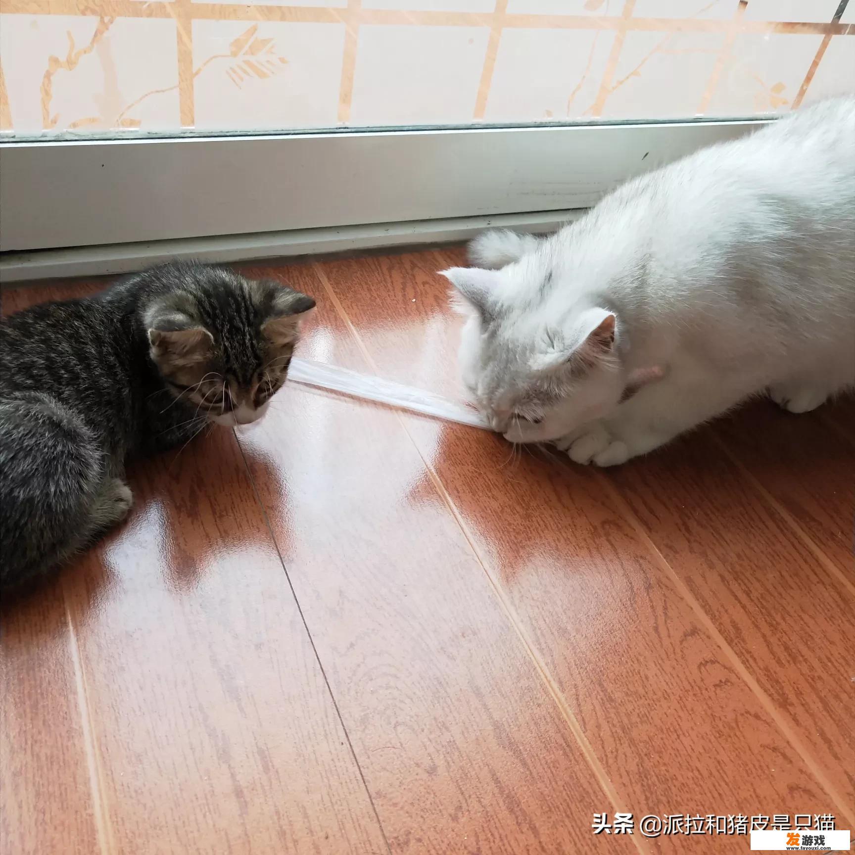 怎么可以让猫咪晚上不要跑酷