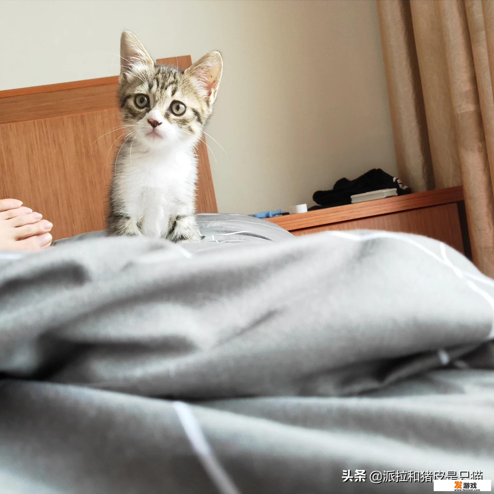 怎么可以让猫咪晚上不要跑酷