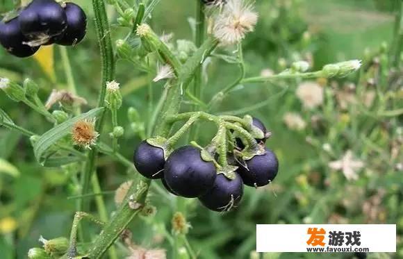 农村有哪些野果子是你幼时常吃，城市里又找不到的