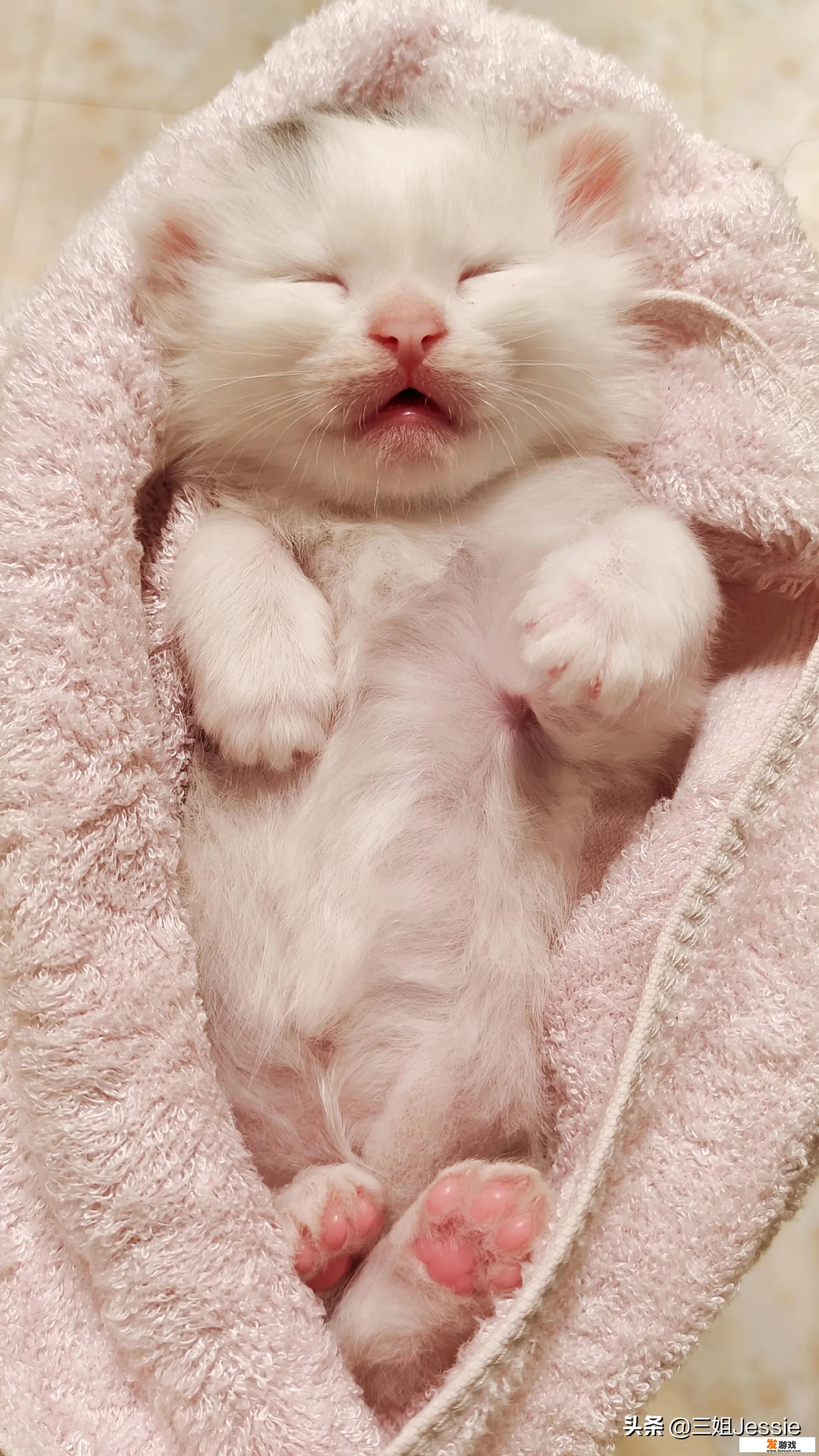 抑郁症最好养什么宠物