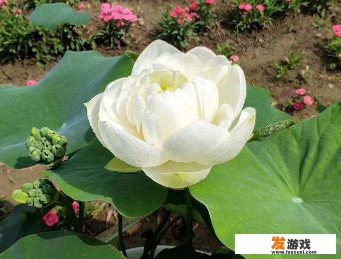 文章不一样的精彩开头怎么写
