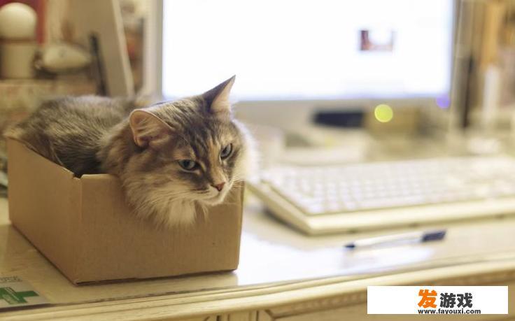 有的猫咪为什么喜欢趴键盘