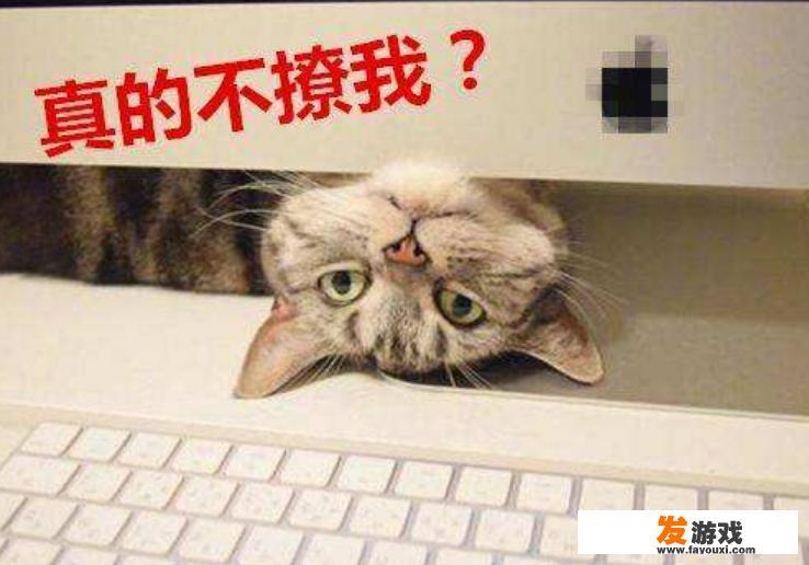 有的猫咪为什么喜欢趴键盘