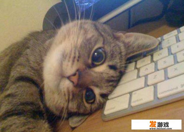 有的猫咪为什么喜欢趴键盘