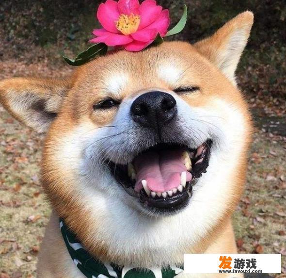我们日常可以跟狗狗玩什么游戏增进之间的感情呢