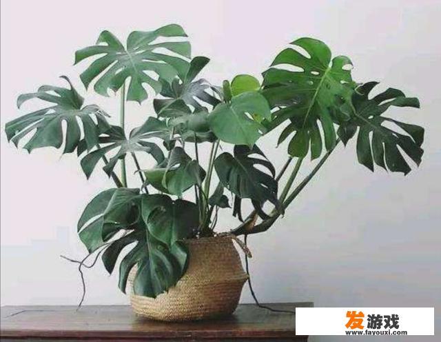 大家对小学生玩手机游戏和刷抖音怎么看