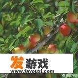 桃树适合与其它果树混种吗