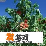桃树适合与其它果树混种吗