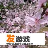 桃树适合与其它果树混种吗
