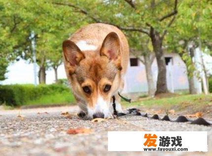我们日常可以跟狗狗玩什么游戏增进之间的感情呢