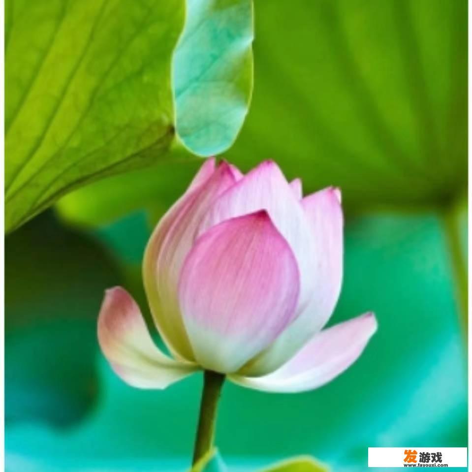 孩子适合在网上学英语吗