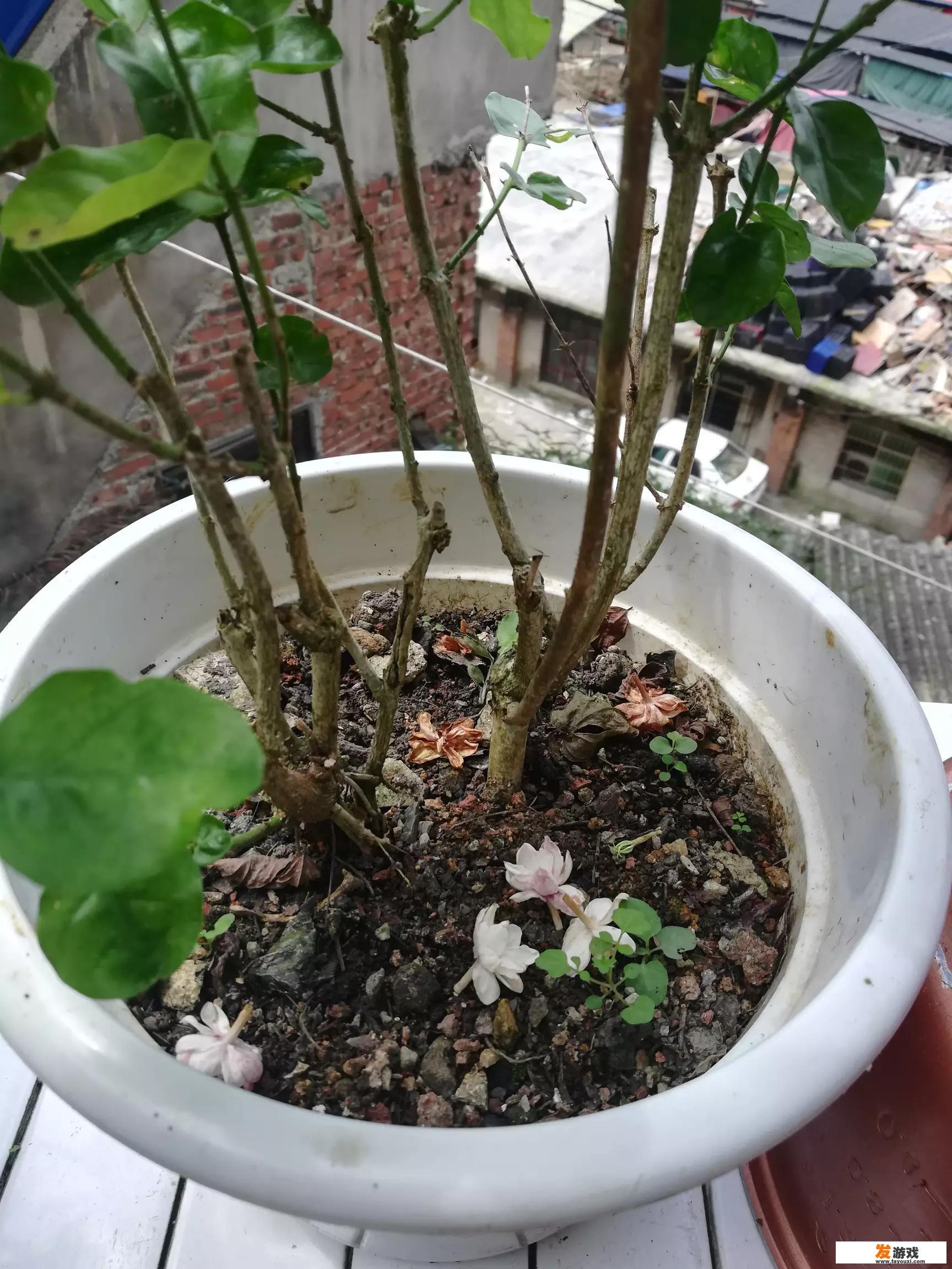 夏天网购的茉莉花叶子掉光了怎么办