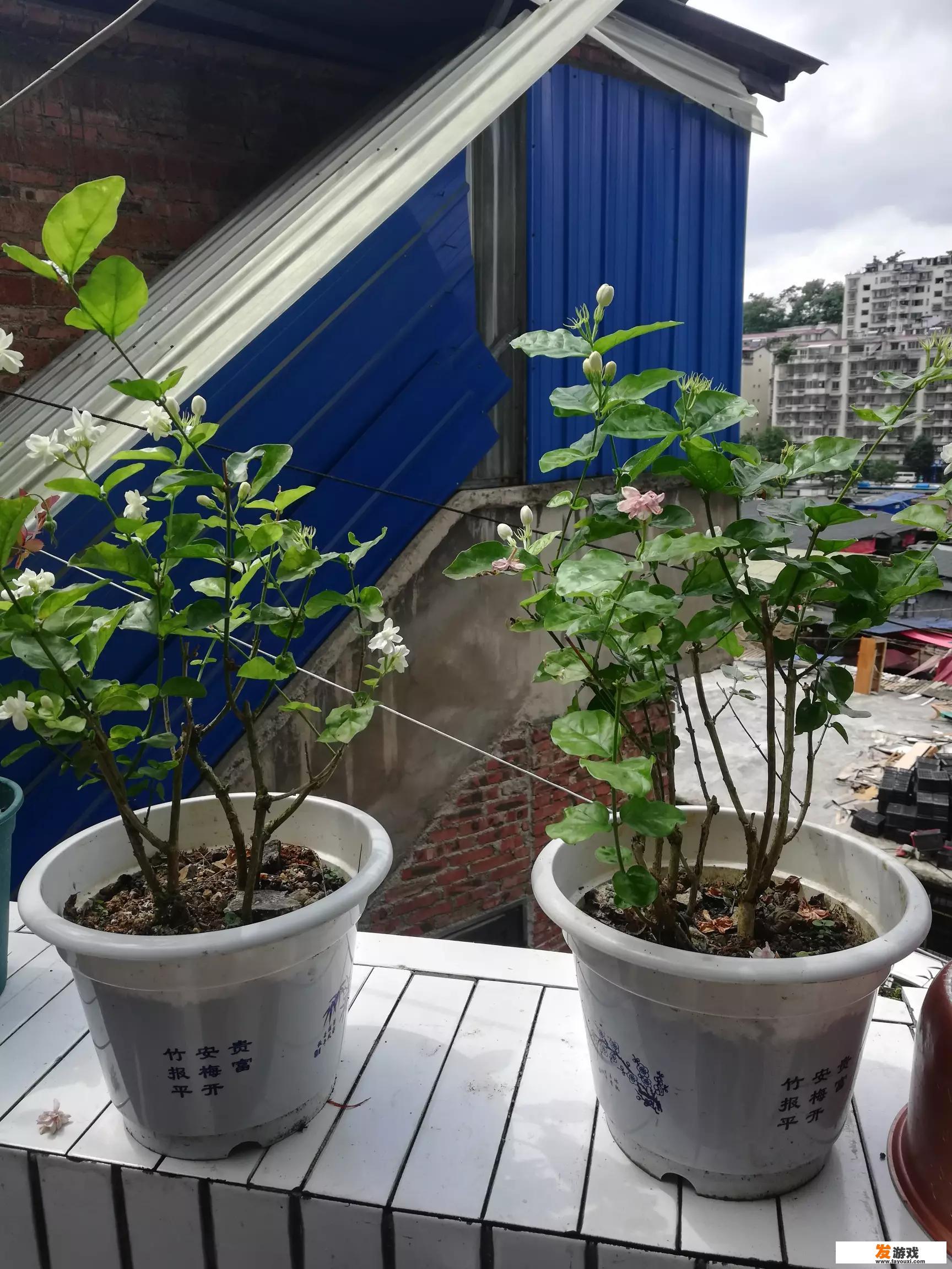 夏天网购的茉莉花叶子掉光了怎么办
