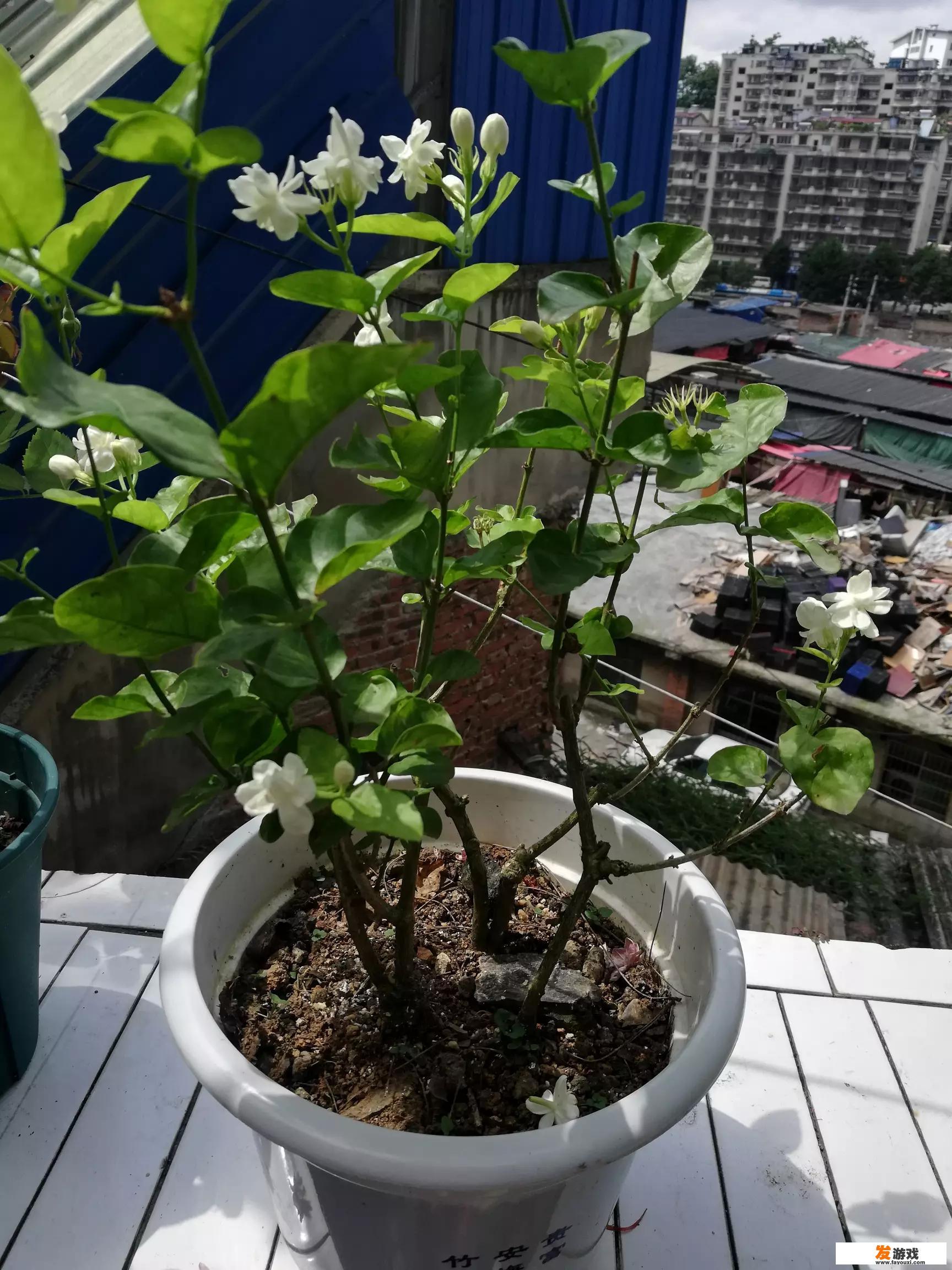 夏天网购的茉莉花叶子掉光了怎么办