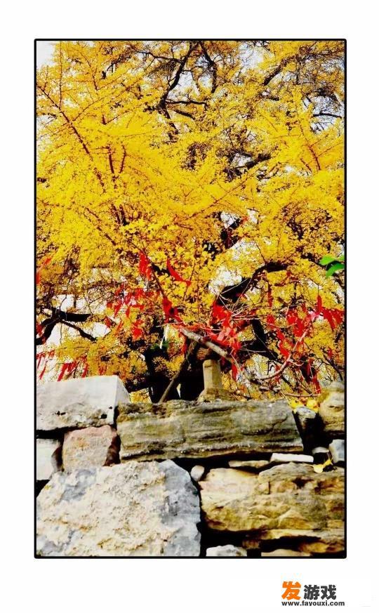 怎样写好植物作文？写什么植物比较好