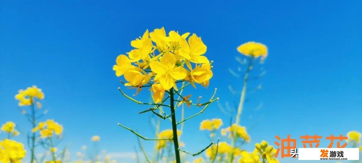 你捡过最大的漏是什么？_玩网络游戏被骗18万字