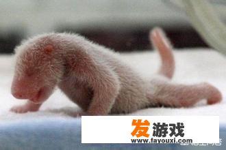 大熊猫在几千年历史中是怎样的存在呢？_雷霆风暴主机游戏
