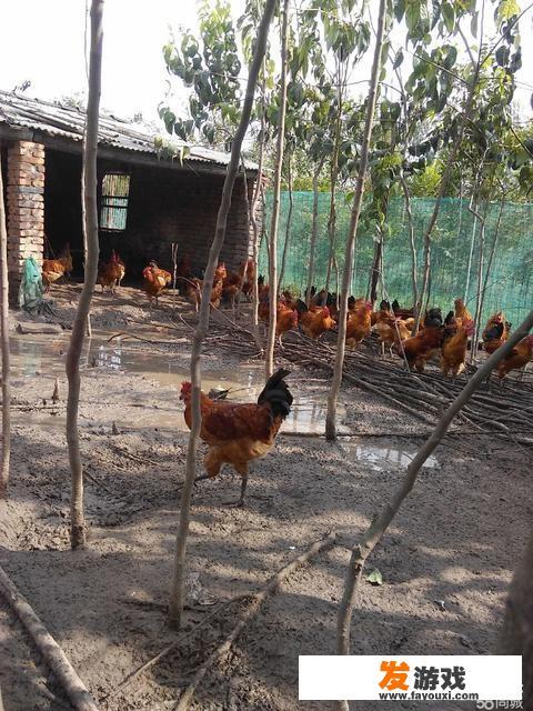 想在老家散养土鸡，如何搭建鸡舍比较合理？_主机游戏建造房
