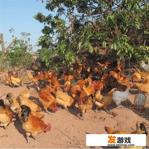 想在老家散养土鸡，如何搭建鸡舍比较合理？_主机游戏建造房