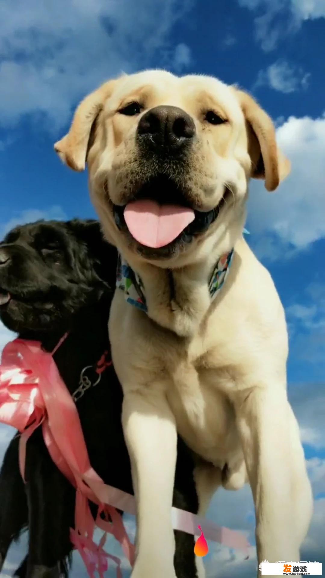 一个狗天天跑床上睡，还学人躺着睡，该怎么办？_主机游戏睡犬