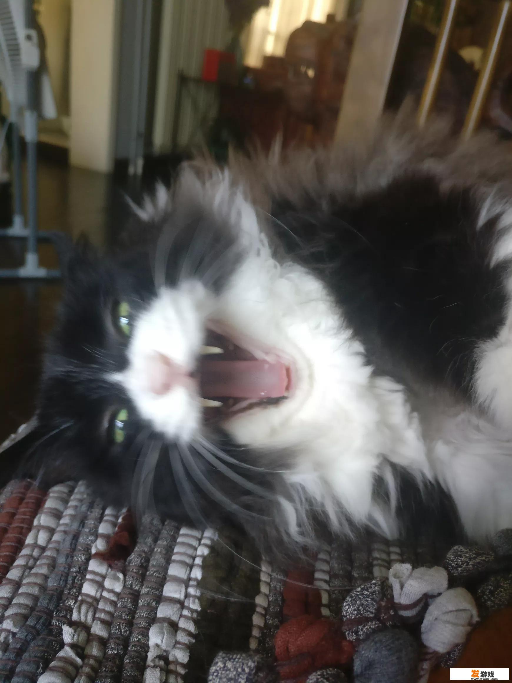 可以陪猫玩哪些游戏？_警犬主机游戏推荐