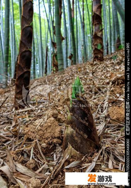 5月份了，现在农村山上还有小竹笋可以釆摘吗