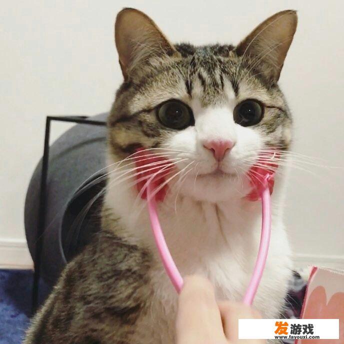 两个人一起养猫的游戏