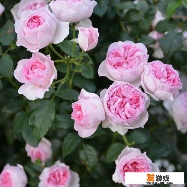 不负春光，你养过的月季最美图片是什么月季