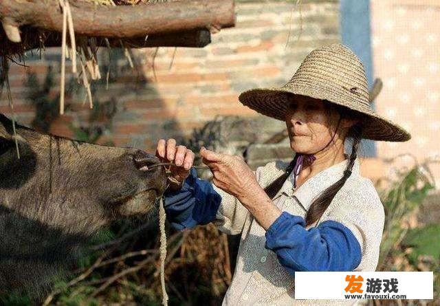 想给小黄牛穿绳应该怎么操作？能控制黄牛的方法有哪些推荐