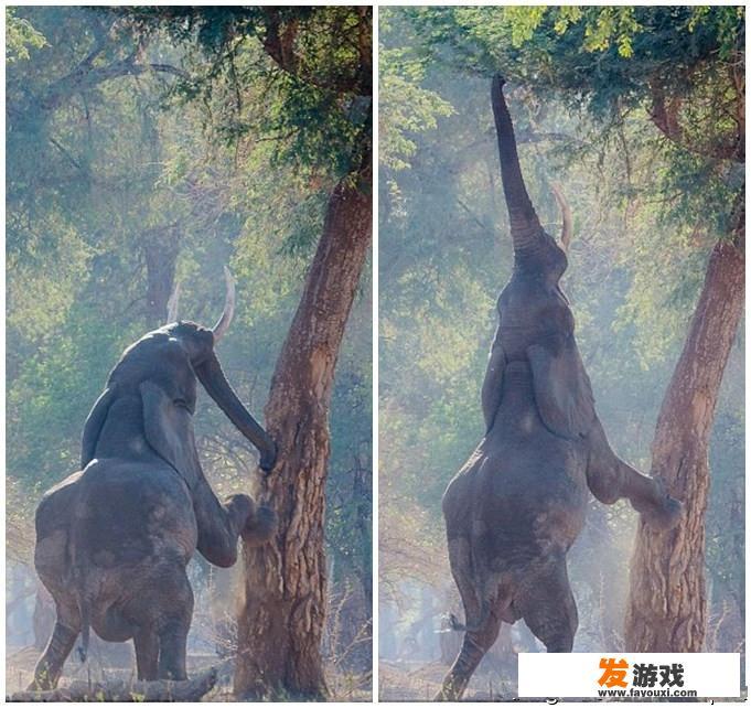 如果把蚂蚁等比例放大100万倍，它还能举起比自身重几倍的食物吗