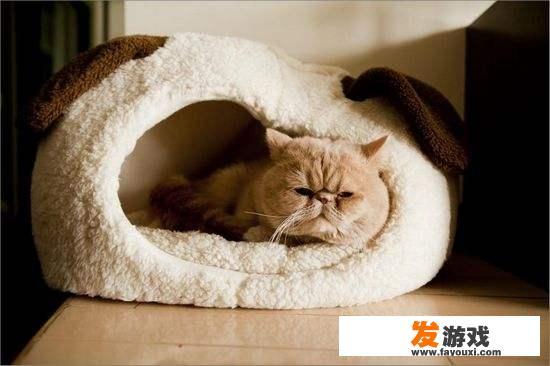 如何有效而优雅地将猫请下床