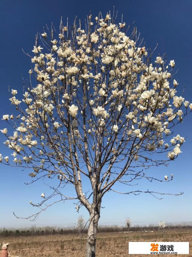 早恋对人生有影响吗