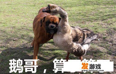 山东滨州农村集市上出现套鹅游戏，套住就给奖励，你觉得套鹅这游戏靠谱吗