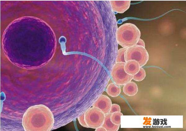 精子是否能算得上独立的个体生物