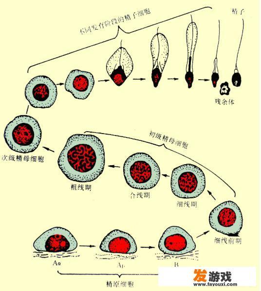 精子是否能算得上独立的个体生物