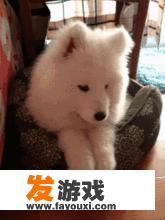 fgo所长序章怎么死